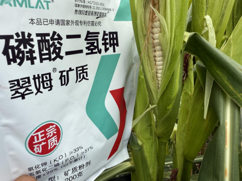 拇指玉米種植,翠姆磷酸二氫鉀,拉姆拉滴灌級(jí)特種肥