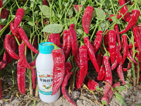 水溶肥廠家,辣椒種植,翠姆水溶肥