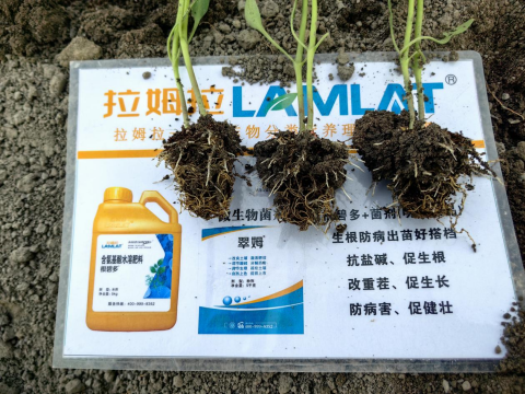 辣椒育苗,水溶肥,拉姆拉滴灌級(jí)特種肥