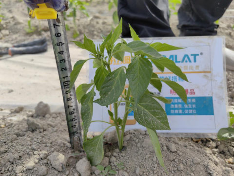 辣椒育苗,水溶肥,拉姆拉滴灌級(jí)特種肥
