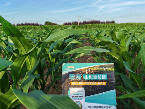 水溶肥廠家,大田種植,拉姆拉滴灌級特種肥