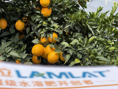 水溶肥,臍橙種植,拉姆拉滴灌級特種肥