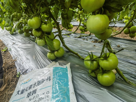 水溶肥,番茄施肥,拉姆拉滴灌級特種肥