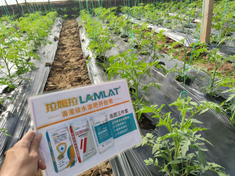 水溶肥,番茄施肥,拉姆拉滴灌級(jí)特種肥