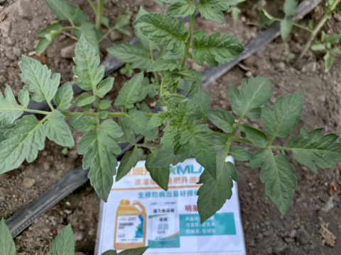 水溶肥,番茄施肥,拉姆拉滴灌級(jí)特種肥