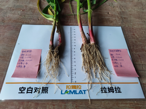 水溶肥廠家,大蒜施肥,拉姆拉滴灌級特種肥