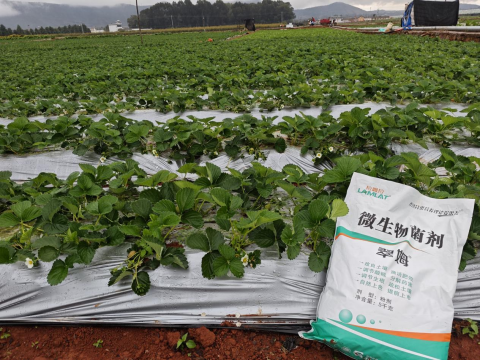 水溶肥品牌,草莓施肥,拉姆拉滴灌級(jí)特種肥