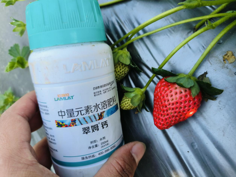 水溶肥品牌,草莓施肥,拉姆拉滴灌級(jí)特種肥