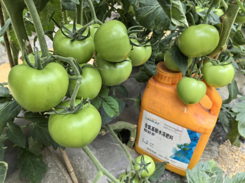 水溶肥,番茄施肥,拉姆拉滴灌級特種肥