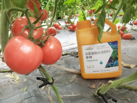 水溶肥,番茄施肥,拉姆拉滴灌級特種肥