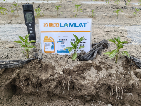 水溶肥廠家,辣椒施肥,拉姆拉滴灌級特種肥