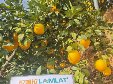 水溶肥,柑橘施肥,拉姆拉滴灌級特種肥