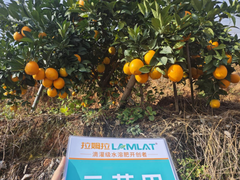 水溶肥,柑橘施肥,拉姆拉滴灌級特種肥