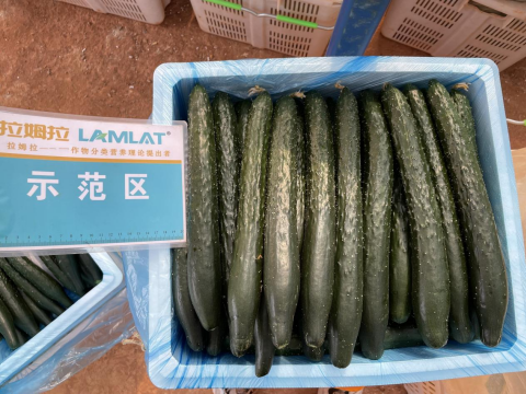 水溶肥品牌,黃瓜施肥,拉姆拉滴灌級(jí)特種肥