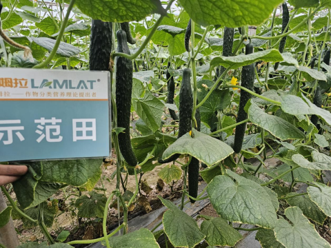 水溶肥品牌,黃瓜施肥,拉姆拉滴灌級(jí)特種肥