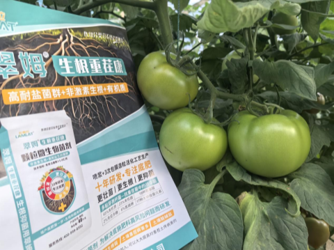 西紅柿種植,水溶肥廠家,拉姆拉滴灌級特種肥