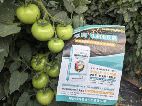 西紅柿種植,水溶肥廠家,拉姆拉滴灌級特種肥